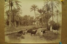 antique old PHOTO LEROUX Arab Muslim AFRICA Goats woman girl ALGERIA 1890s